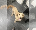 Small #1 Goldendoodle
