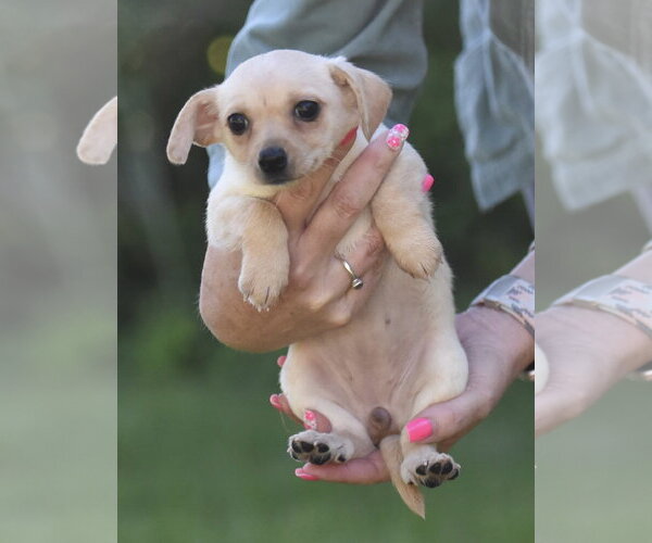 Medium Photo #5 Chihuahua Puppy For Sale in Mechanicsburg, PA, USA