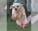 Small #4 Chihuahua