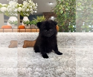 Pomeranian Puppy for sale in GREENFIELD, IN, USA