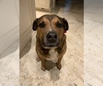 Small Photo #3 Labrador Retriever-Unknown Mix Puppy For Sale in CORAL GABLES, FL, USA
