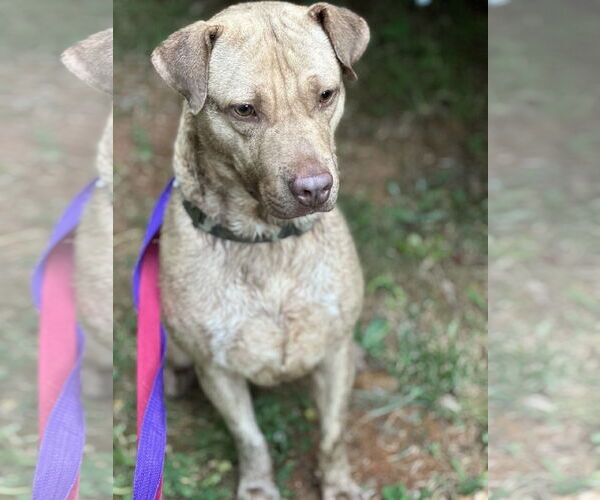 Medium Photo #5 Labrador Retriever-Unknown Mix Puppy For Sale in Atlanta, GA, USA