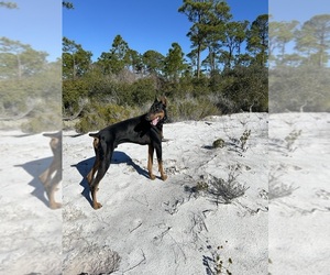 Doberman Pinscher Puppy for sale in SANTA ROSA BEACH, FL, USA
