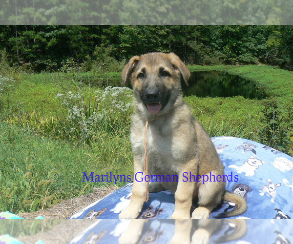 Medium Photo #1 German Shepherd Dog Puppy For Sale in PIEDMONT, MO, USA