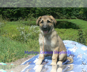 Medium German Shepherd Dog