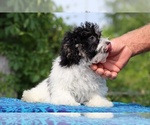 Small #10 Poodle (Toy)