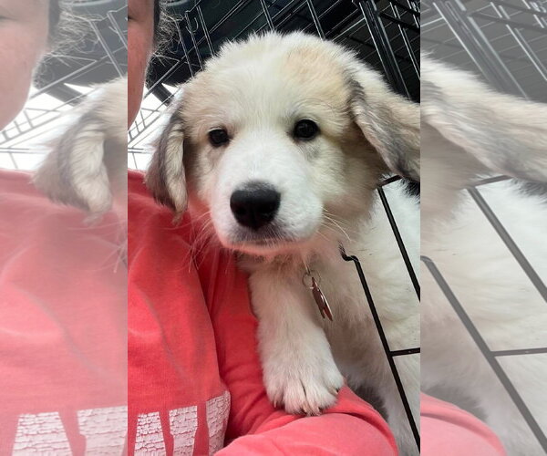 Medium Photo #5 Great Pyrenees Puppy For Sale in Croydon, NH, USA