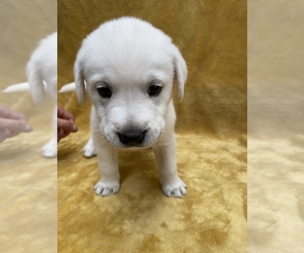Medium Photo #4 Labrador Retriever Puppy For Sale in AZUSA, CA, USA