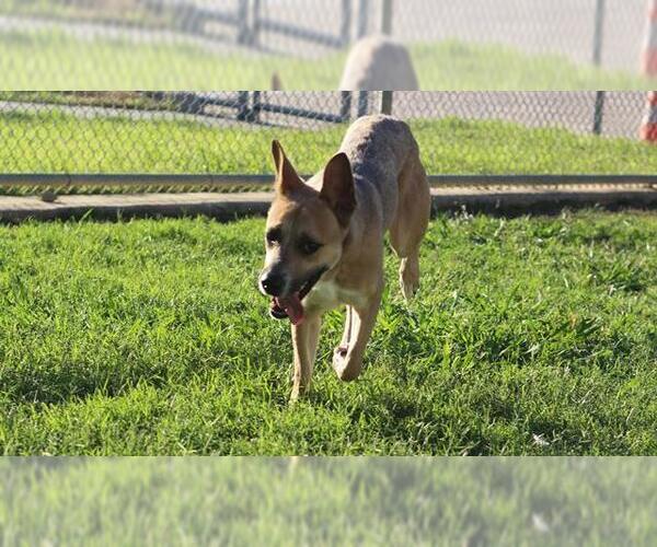 Medium Photo #2 German Shepherd Dog-Unknown Mix Puppy For Sale in Grand Prairie, TX, USA