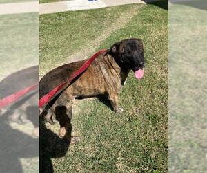 Labrador Retriever-Unknown Mix Dogs for adoption in Corpus Christi, TX, USA