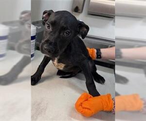 Labrador Retriever Dogs for adoption in Baytown, TX, USA