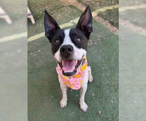 Boston Terrier-Unknown Mix Dogs for adoption in Ventura, CA, USA