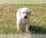 Small Photo #7 Labrador Retriever Puppy For Sale in ALL HEALING SPRINGS, NC, USA