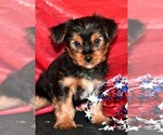 Small Photo #1 Yorkshire Terrier Puppy For Sale in ROCK VALLEY, IA, USA