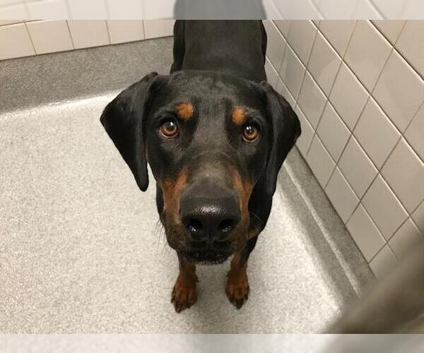 Medium Photo #1 Doberman Pinscher Puppy For Sale in Orange, CA, USA