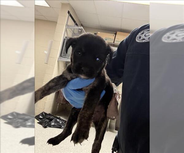 Medium Photo #1 Labrador Retriever-Unknown Mix Puppy For Sale in Conroe, TX, USA