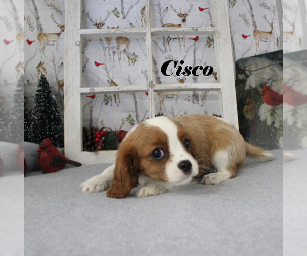 Medium Photo #21 Cavalier King Charles Spaniel Puppy For Sale in CHANUTE, KS, USA