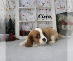 Small Photo #55 Cavalier King Charles Spaniel Puppy For Sale in CHANUTE, KS, USA