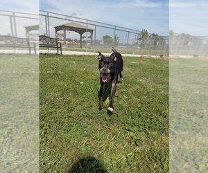 Silna - Female Staffordshire Bull Terrier-Unknown Mix Dog for Adoption - Photo #4