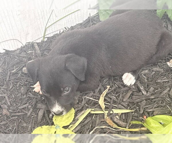 Medium Photo #1 Labrador Retriever-Unknown Mix Puppy For Sale in Conroe, TX, USA