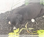 Small Labrador Retriever Mix