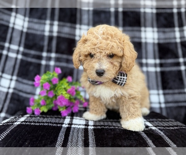 Medium Photo #3 Bichpoo Puppy For Sale in LAKELAND, FL, USA