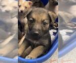 Small Shepradors