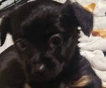 Puppy Puppy 3 Chihuahua-Chiweenie Mix