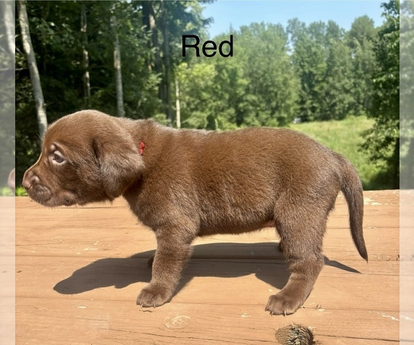 Medium Photo #3 Labrador Retriever Puppy For Sale in STANLEY, WI, USA