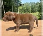 Small Photo #3 Labrador Retriever Puppy For Sale in STANLEY, WI, USA