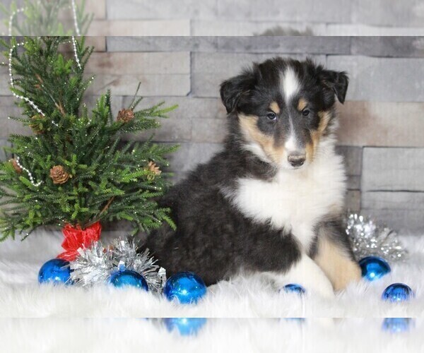Medium Photo #3 Collie Puppy For Sale in APPLE CREEK, OH, USA