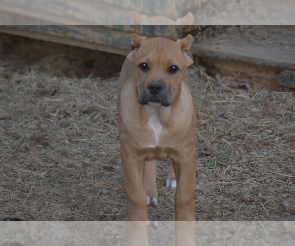 Medium Photo #1 Cane Corso Puppy For Sale in BIRMINGHAM, AL, USA