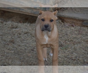 Cane Corso Puppy for sale in BIRMINGHAM, AL, USA