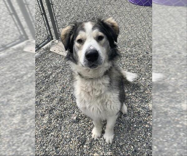 Medium Photo #2 Alaskan Malamute-Unknown Mix Puppy For Sale in Fairbanks, AK, USA