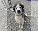 Small #1 Alaskan Malamute Mix
