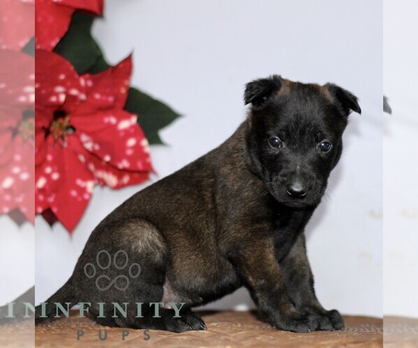 Medium Photo #3 Belgian Malinois Puppy For Sale in STRASBURG, PA, USA