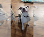 Small #25 American Pit Bull Terrier Mix