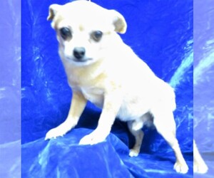 Chihuahua Dogs for adoption in GROVESPRING, MO, USA