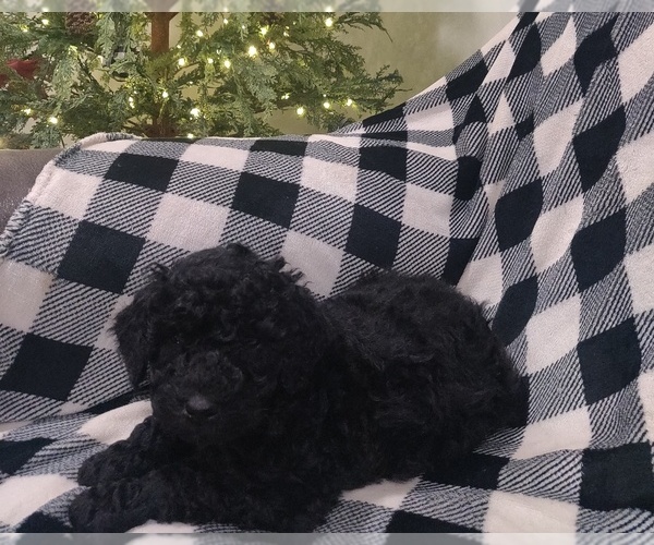 Medium Photo #3 Poodle (Standard) Puppy For Sale in COUCH, MO, USA