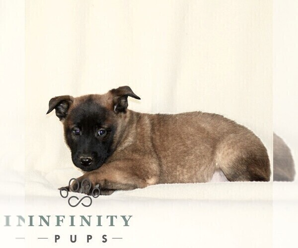 Medium Photo #3 Belgian Malinois Puppy For Sale in RONKS, PA, USA