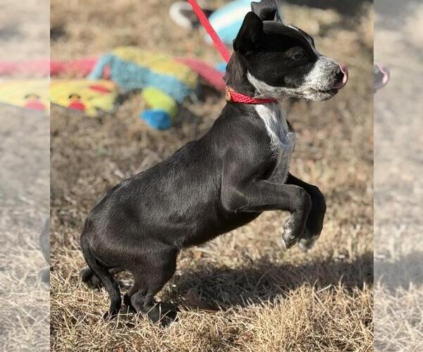 Medium Photo #3 Border-Aussie Puppy For Sale in Yardley, PA, USA