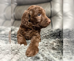 Small #10 Goldendoodle
