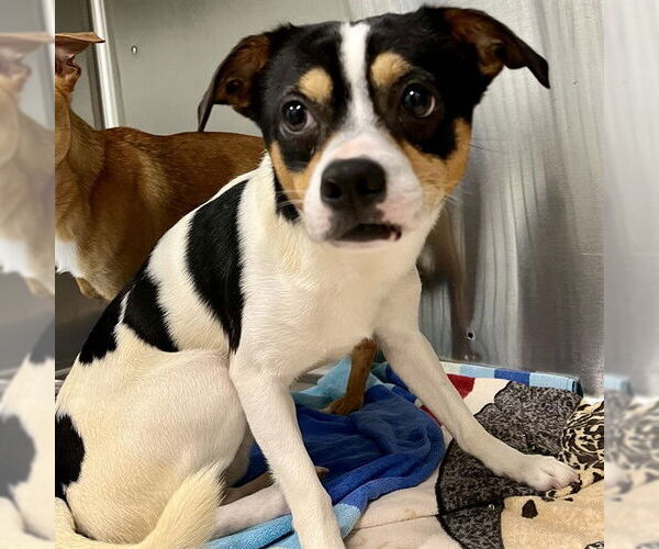 Medium Photo #1 Chihuahua-Unknown Mix Puppy For Sale in Tavares, FL, USA