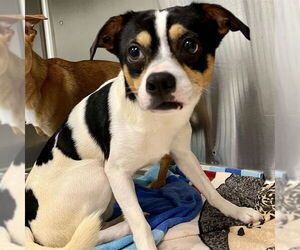 Chihuahua-Unknown Mix Dogs for adoption in Tavares, FL, USA