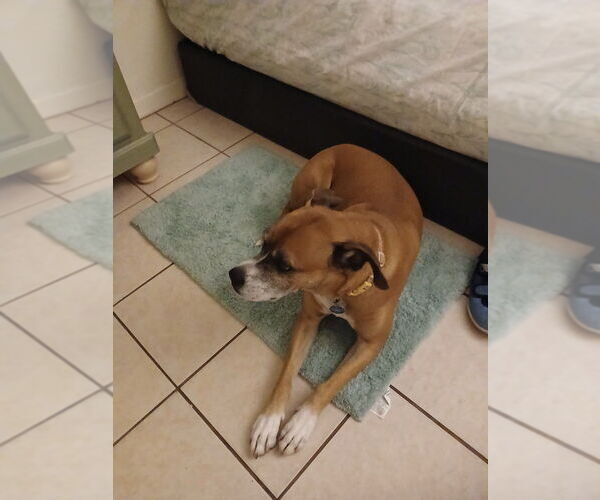 Medium Photo #3 Boxer-Unknown Mix Puppy For Sale in Austin, TX, USA