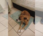 Small #2 Boxer Mix