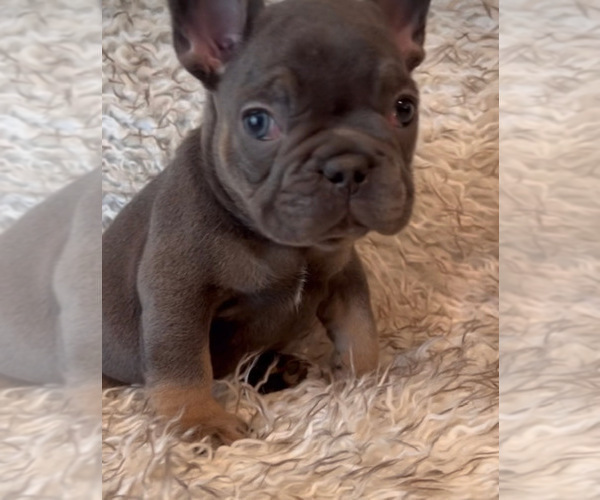 Medium Photo #2 French Bulldog Puppy For Sale in BRENTWOOD, CA, USA