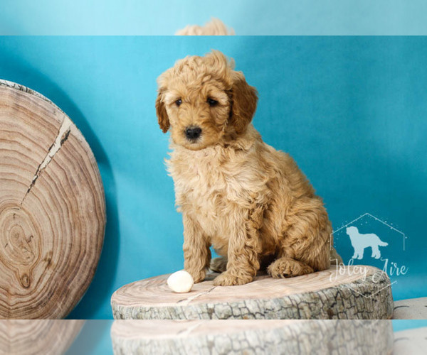 Medium Photo #16 Goldendoodle Puppy For Sale in CARLOCK, IL, USA