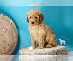 Small Photo #16 Goldendoodle Puppy For Sale in CARLOCK, IL, USA
