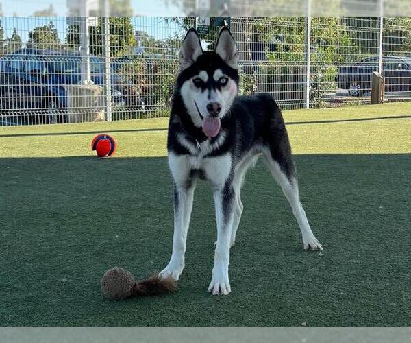 Medium Photo #2 Siberian Husky Puppy For Sale in Martinez, CA, USA